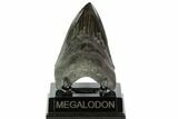 Serrated, Fossil Megalodon Tooth - Georgia #104984-1